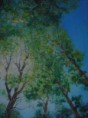 /album/galerie-de-photos-arbres/sous-les-arbres-jpg/